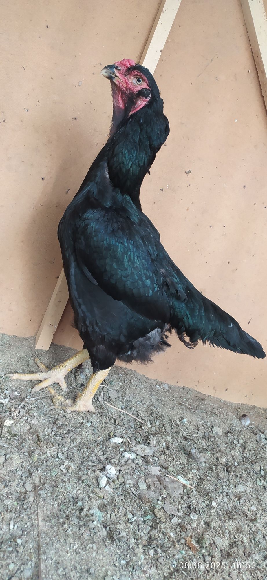 Makiyon sotiladi zoʻr makiyon