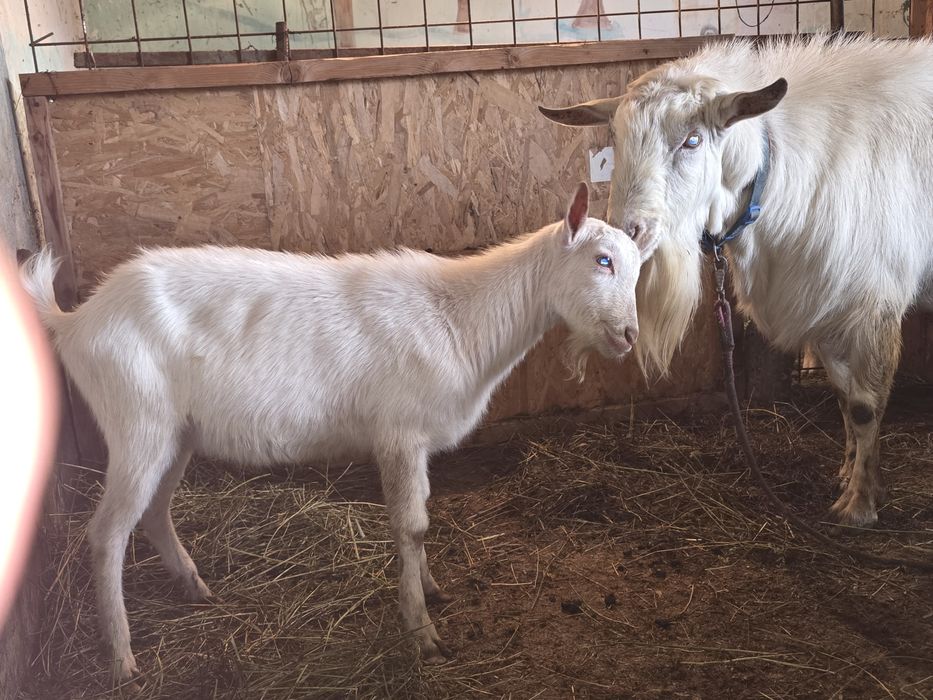 Țap Sannen ciut genetic