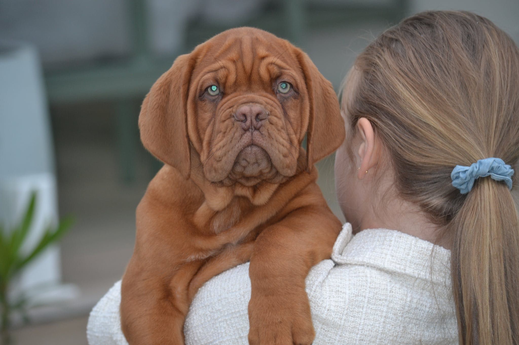 Dog de bordeaux disponibil