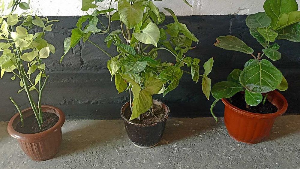 Продам комнатные цветы. Для дома, для офиса, для школы, для дет садов.