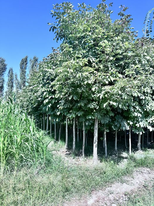 Dekarativniy daraxtlar va archalar