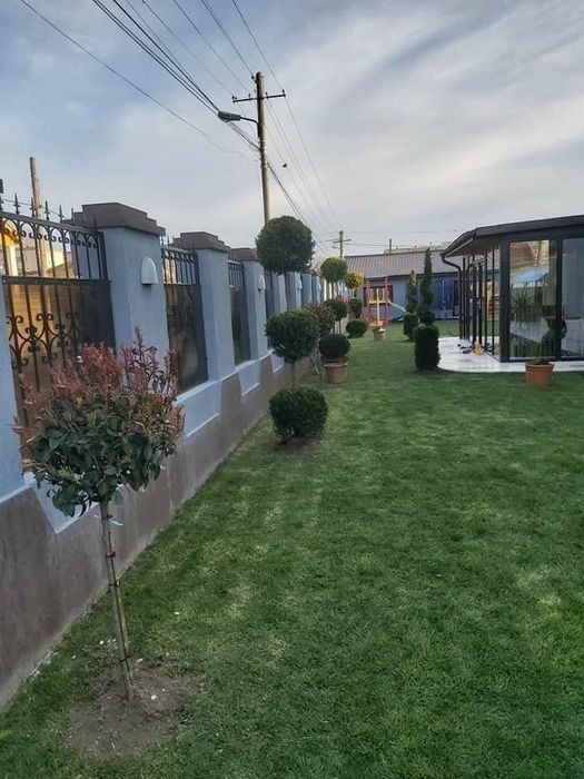 Tuia smarald columna braband Lelandy spirale pon pon fotinia