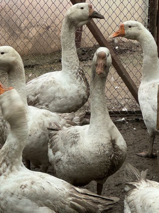 Gâște holmogor originale