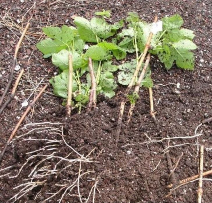 Узум наллар бор сотиладон