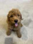 Goldendoodle fetita in varsta de 2 luni cu microcip