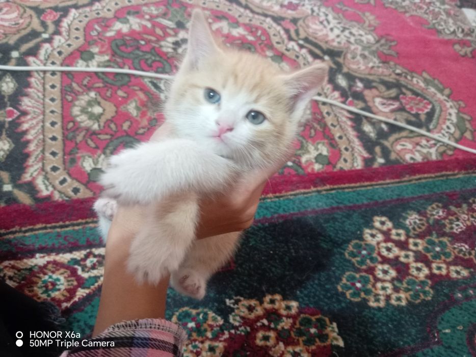 Hasiyaga beriladi