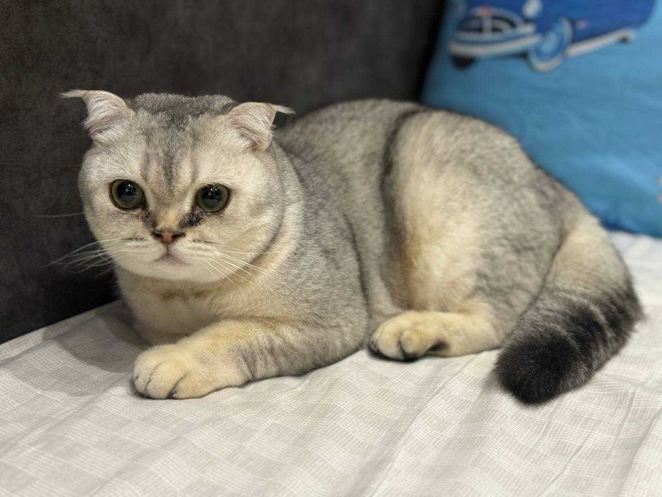 отдам даром в добрые руки