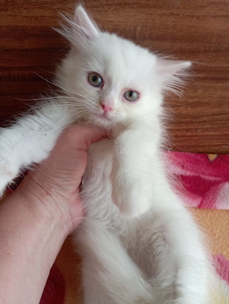 Котёнок мальчик 2 мес.