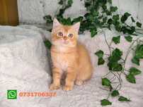 Vand baietel British shorthair orange