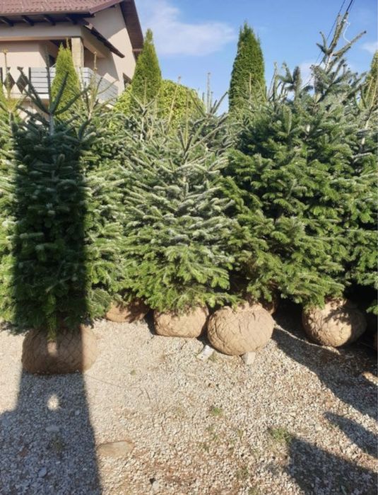 Brazi arginti si verzi