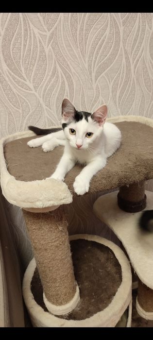 Котята только добрым, ответственным людям