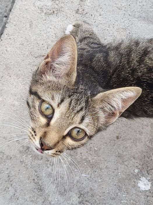 Котята в ответственные руки