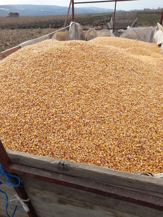 Vând porumb boabe 2025