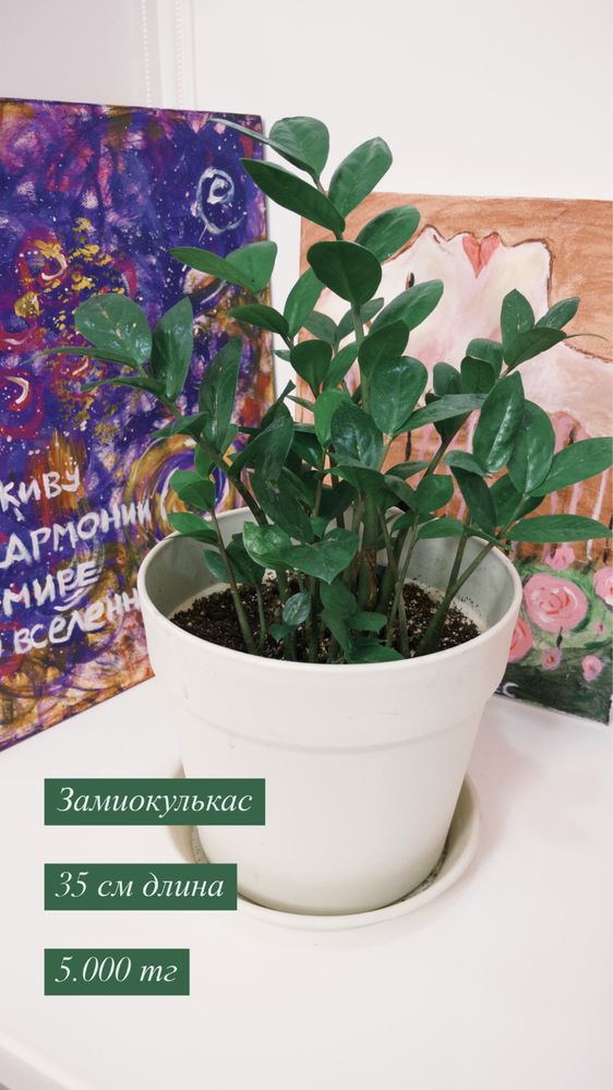 КОМНАТНЫЕ ЦВЕТЫ по доступным ценам