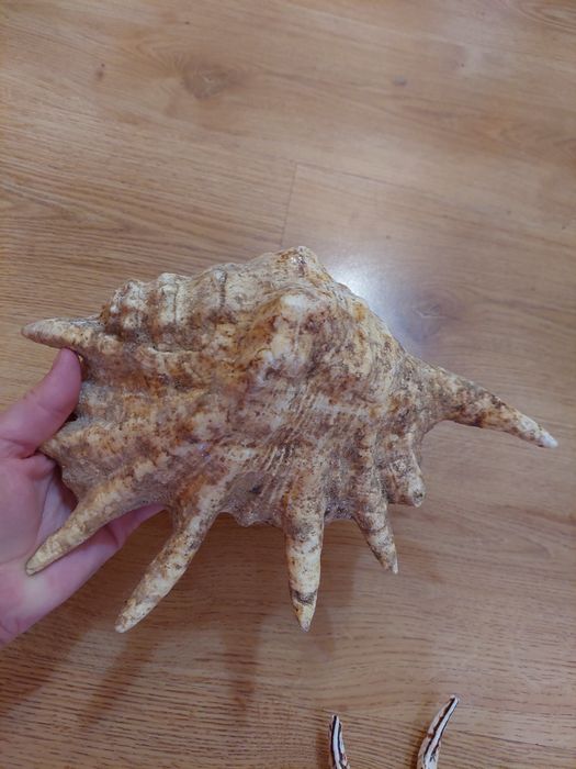 Ракушки для аквариума