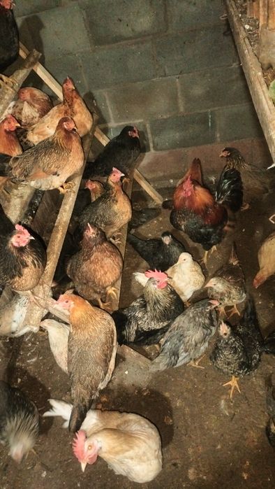 Продам  Черных курей домашних