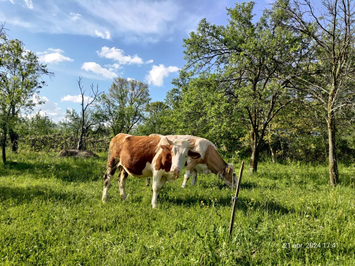 Vaca- Jurincă gestanta