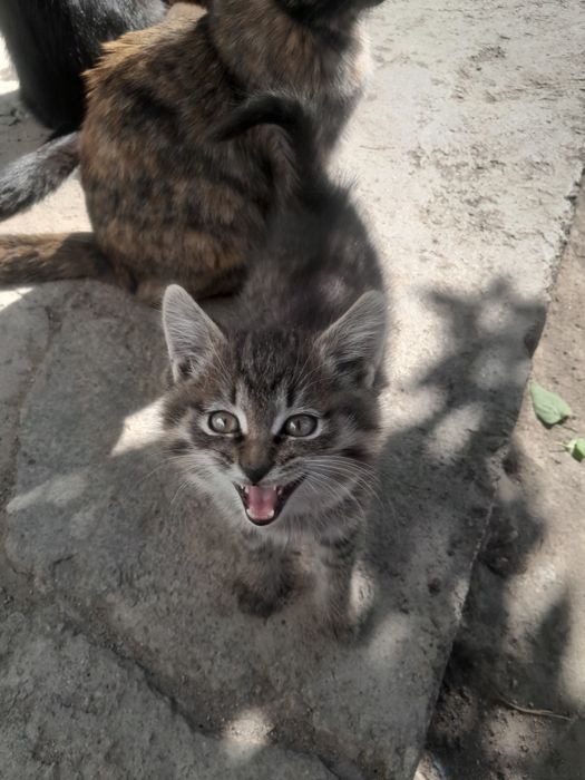Котята бесплатно отдам