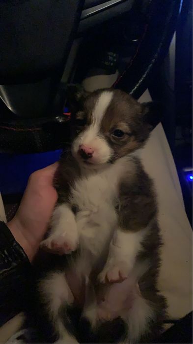 Собачка, продам, домашняя, документы имеются