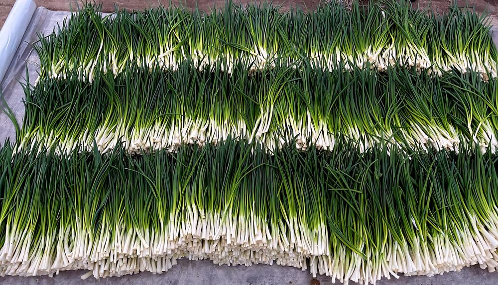 Свежий зеленый лук, местного производства