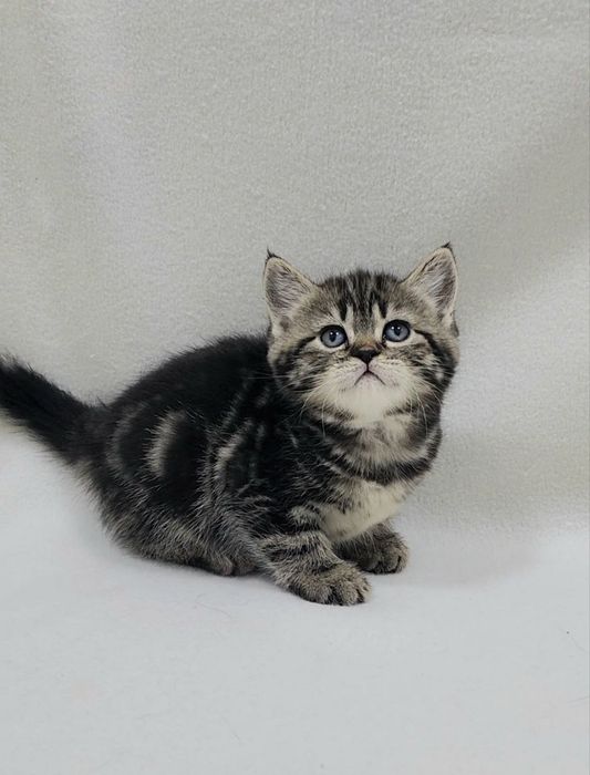 Девочка скоттиш страйт.Окрас чёрный мрамор на золоте.Возраст 1.5 месяц