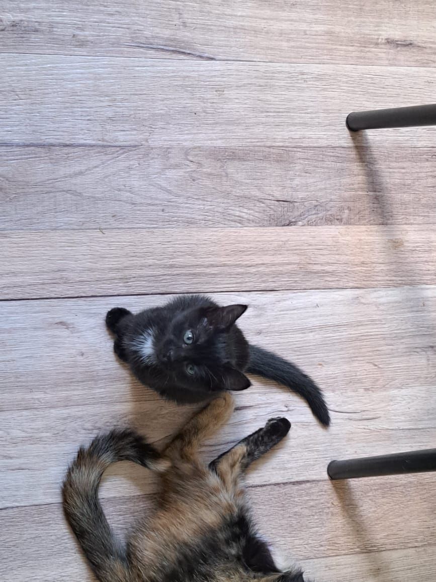 Котёнок девочка.