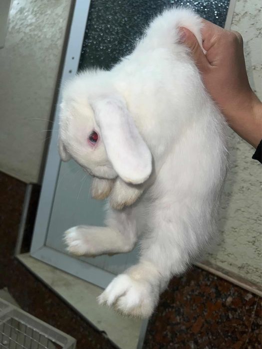 Кролик: карликовый баранчик