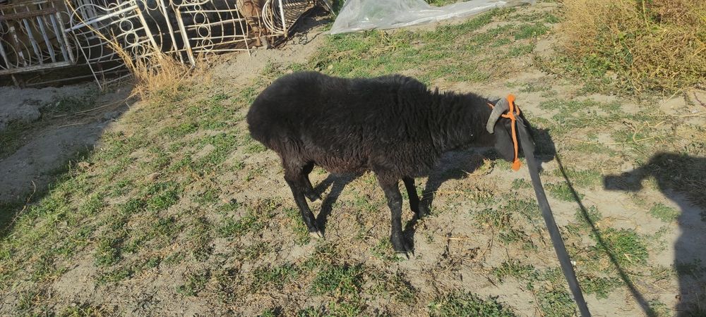 Duraga tagal sotiladi