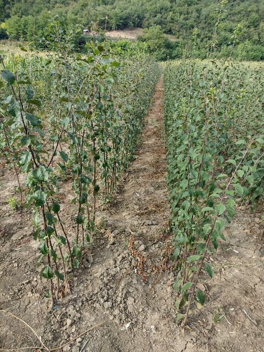 Asiguram-livrare gratuita la material săditor pomicol de Aiud