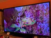 Finlux 49-FFD-5500 LED LCD