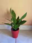Sansevieria/Dieffenbachia/leandru