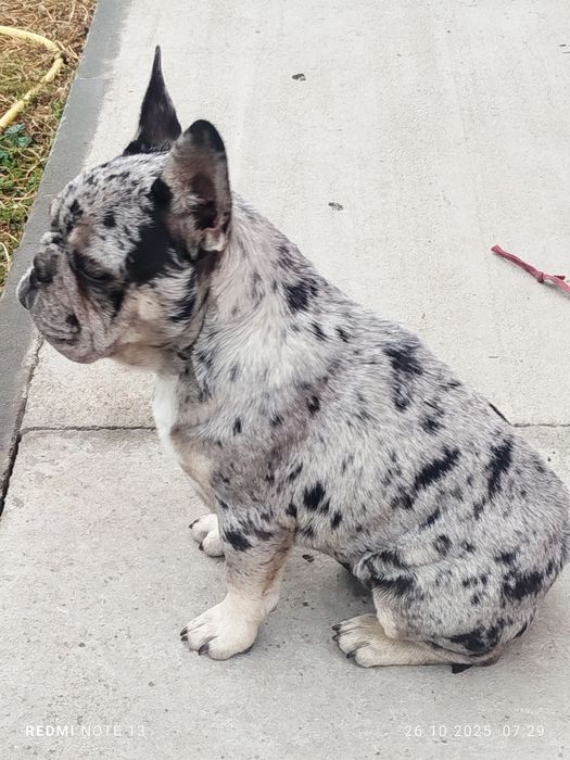 Френски булдог мъжко и женско