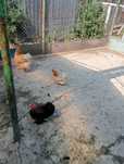 Găini concuchina pitici