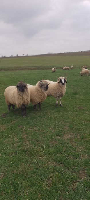 Berbeci de vânzare !