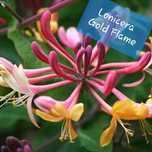 lonicera Gold Flame 0,8-1m