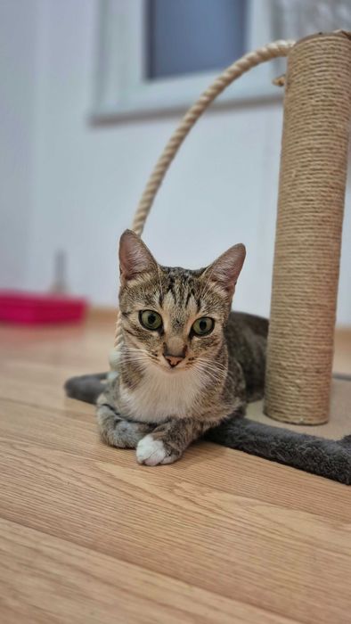 Pisica sterilizata pentru adoptie