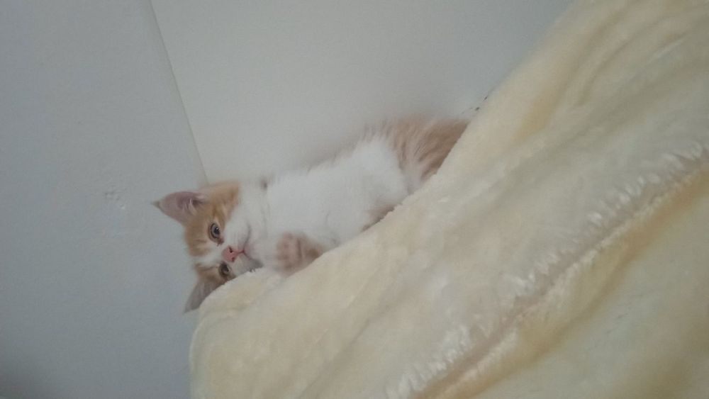 Отдам бесплатно котенка