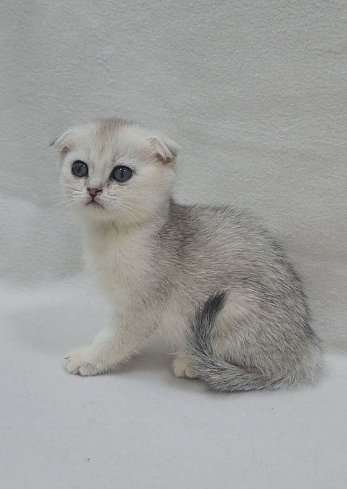 Скоттиш фолд серебристая шиншилла