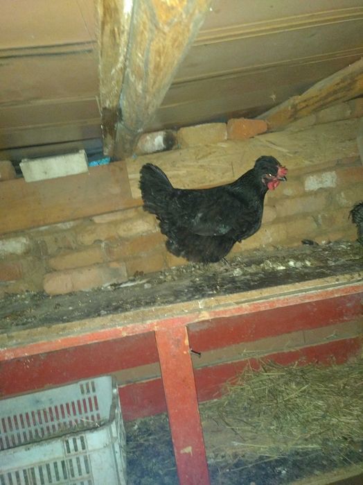 Свободни кокошки