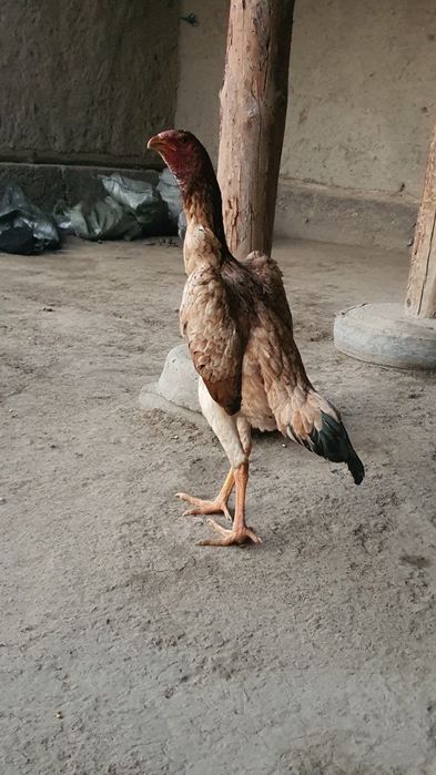 Shamo makiyon sotiladi