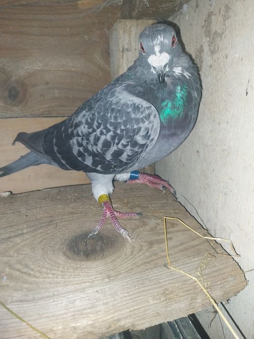 Schimb porumbei voiajori și de ornament cu găini diferite rase