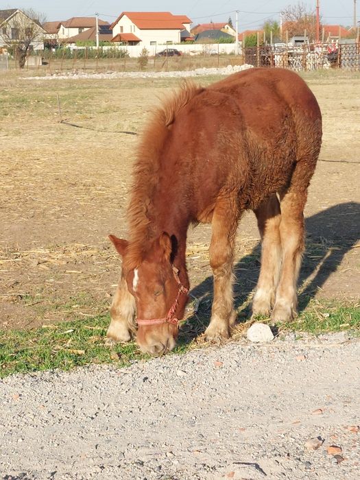 Vand manza de 5 luni.
