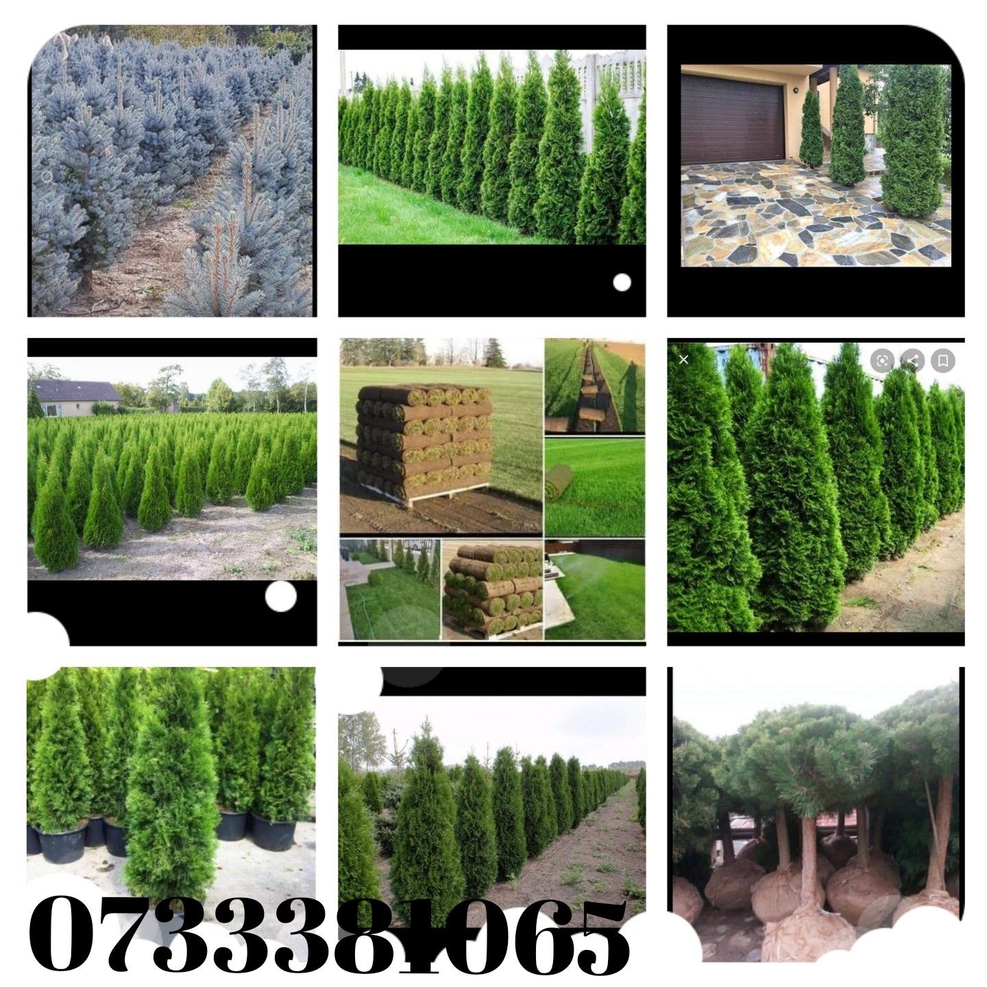 plante ornamentale oriunde în țară execut grătare cascade cu tot