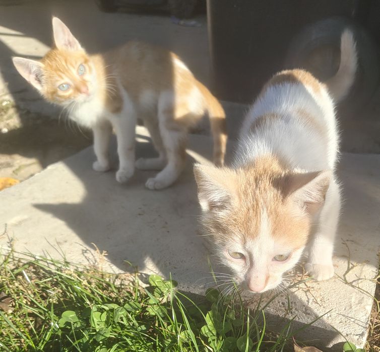 Adopție pisoi  jucăuși