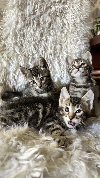 Бенгальские котята