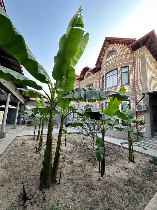 СРОЧНО!!! Продается Хонабод 5,3 Соток 8 та хона Угловой Янги курилган