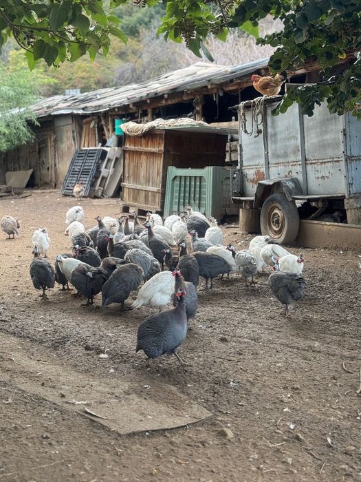 Продавам млади токачки