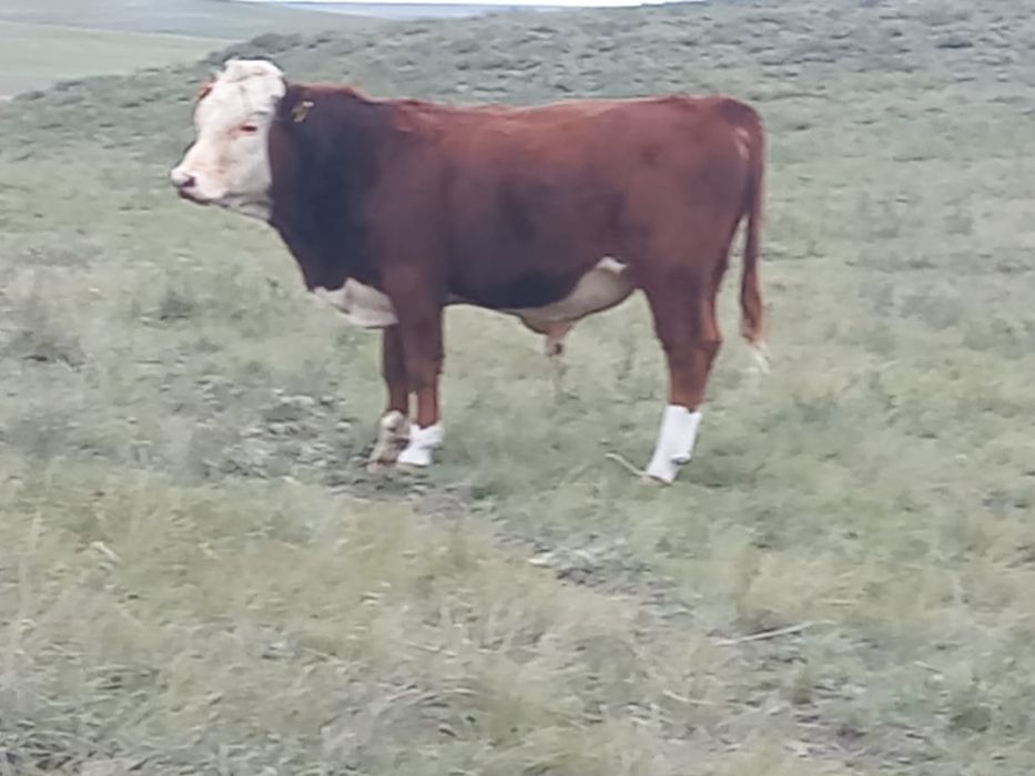 В продаже бычки 11-13 месячные 30шт