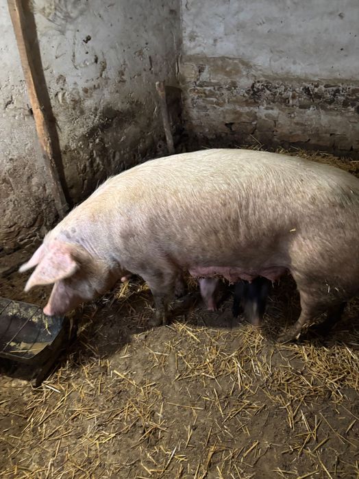 Продават се цена на лично