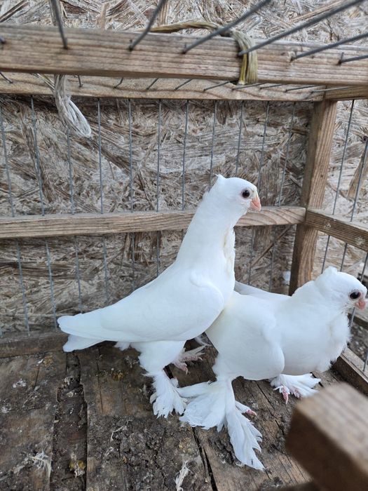 Satineti de vânzare